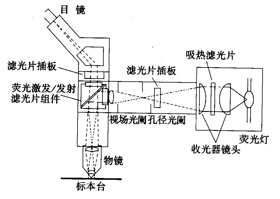 熒光顯微鏡原理圖，激發(fā)濾板和壓制濾色系統(tǒng)